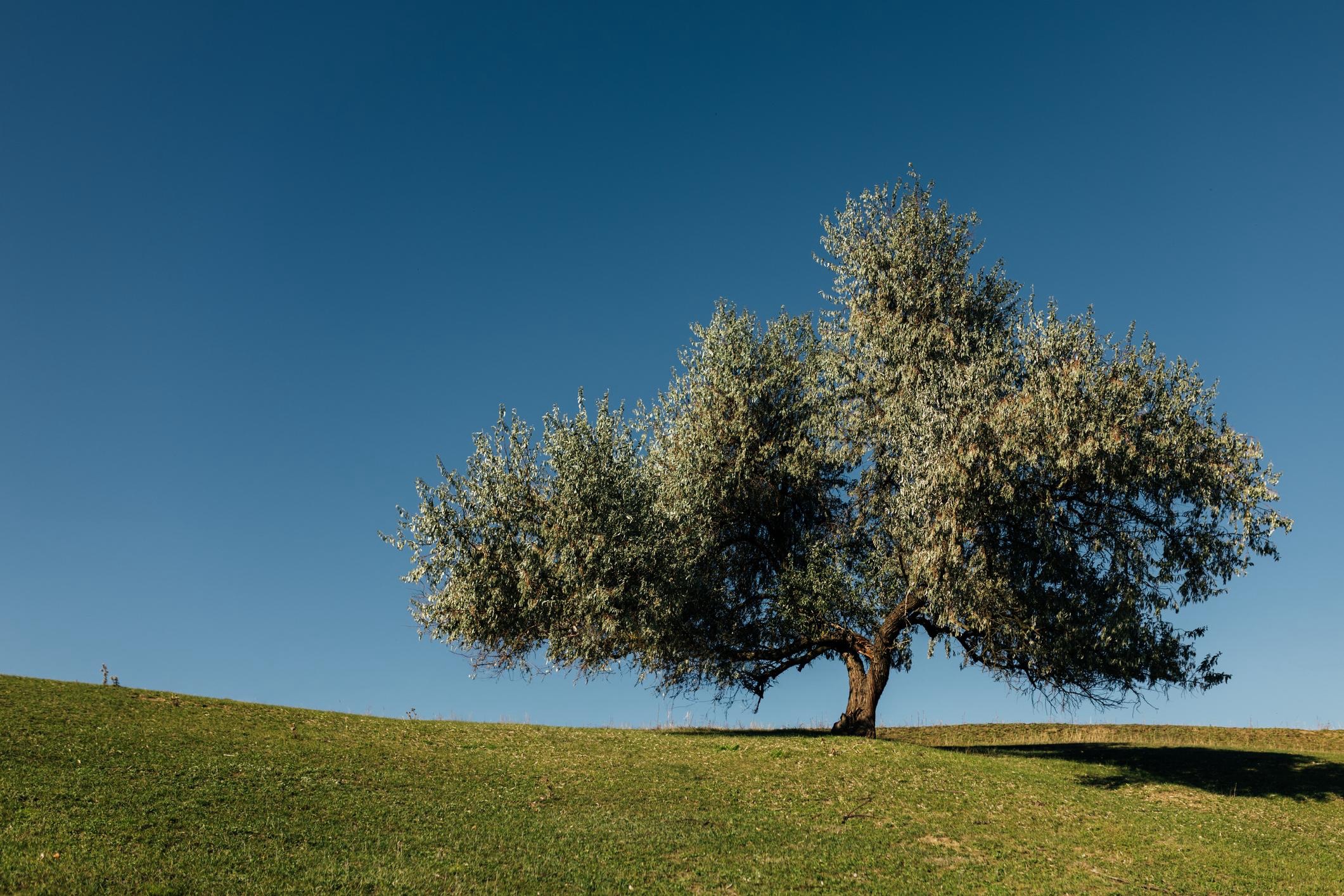 Test Article With Image